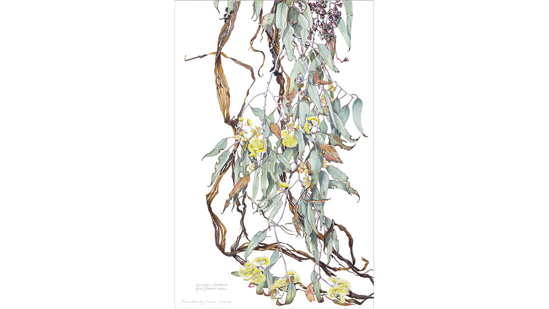 Eucalyptus woodwardii watercolour painting detail by Philippa Nikulinsky