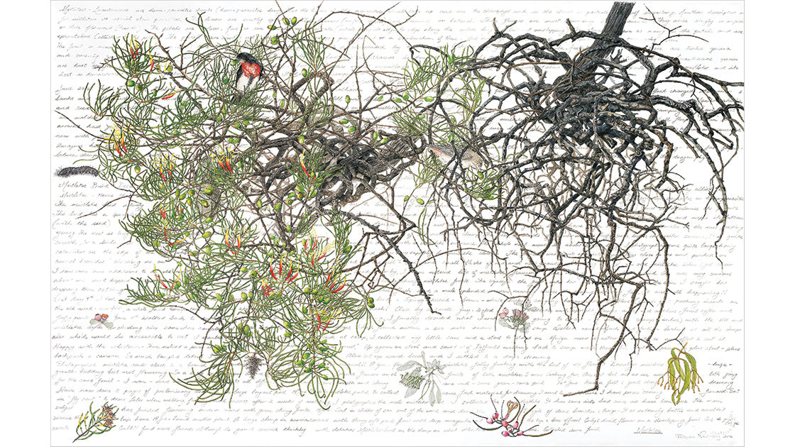 Philippa Nikulinsky, Mistletoe Bird, 2014, 68 x 100cm, watercolour and pencil on Arches hot press paper.