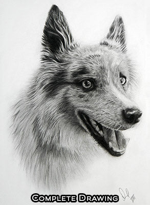Custom detailed portrait drawings of people, pets and animals. Dog portrait drawing complete