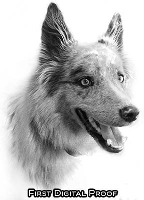 Custom detailed portrait drawings of people, pets and animals. Dog portrait drawing Digital Proof