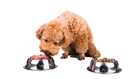 brown, curly-haired dog sniffs at a bowl full of raw dog food