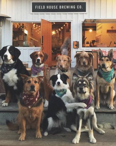 Dogs in bandanas sitting outside a brewery in Vancouver