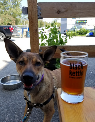 smiling dog beside a full beer glass on a patio table