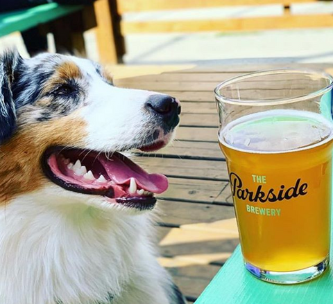 Happy, panting dog looking at a full beer glass at Parkside brewery