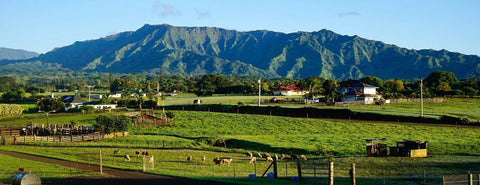 Wailua Meat Company