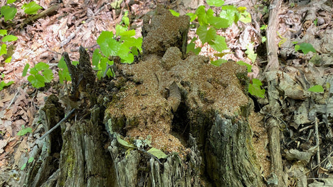 Mineral Lick on a Stump