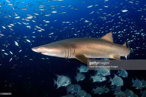 Fish Rock Cave Grey Nurse Shark