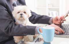 Will pawternity leave catch on in the UK