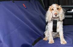 secure your dog with a seat belt when travelling in the car