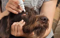 Eye drops to help your dog with hayfever symptoms