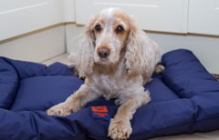 dog friendly travel bed ginger ted