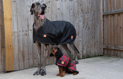 Large dog coats for Great Danes and larger dog breeds by Ginger Ted