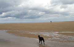 holkham beach dog friendly beaches north norfolk