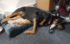 Lexi the office dog taking a nap