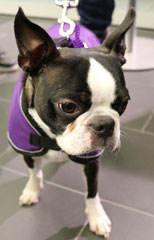 Mabel the Boston Terrier wearing her Ginger Ted Shower Dog Coat in Purple