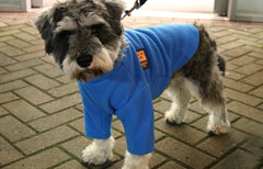 Scooby the miniature schnauzer in a blue Ginger ted dog jumper