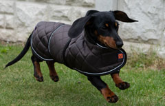 Thermal Quilted Harness Dachshund Dog Coat by Ginger Ted