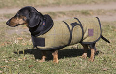 Tweed Dachshund Coats by Ginger Ted suitable for short legged breeds