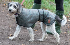 Tweed Greyhound Coats by Ginger Ted suitable for whippets, greyhounds, lurchers, sight hounds