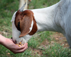 Feeding the Goats at Goat Yoga