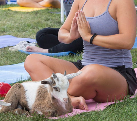 goat yoga (2)