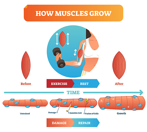 how muscles grow infographic diagram muscle recovery