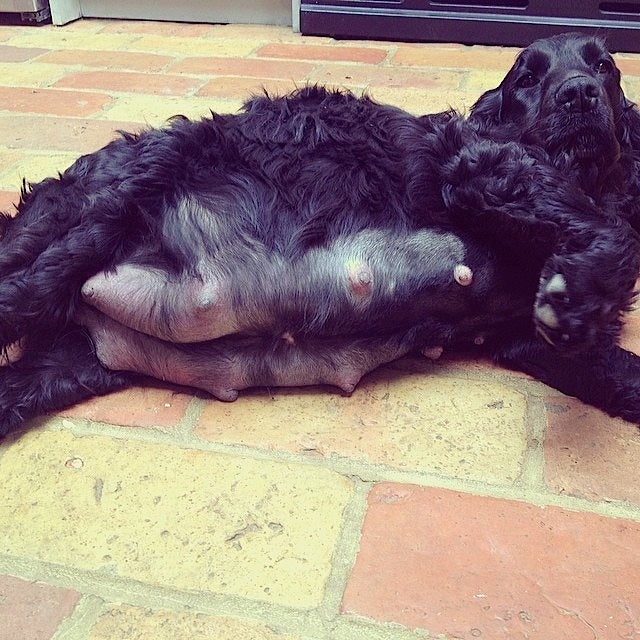 Things to know before you have puppies!