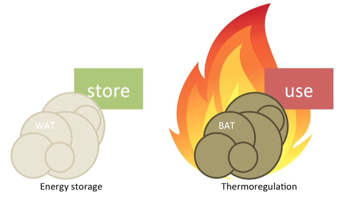 Graisses blanches vs. graisses brunes (image Insulin vs. Ketones - The Battle for Brown Fat)