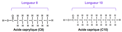 molécules acide caprylique acide caprique