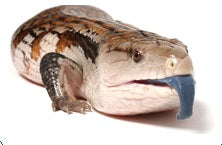 Blue Tongue Lizard