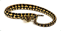 Carpet Python