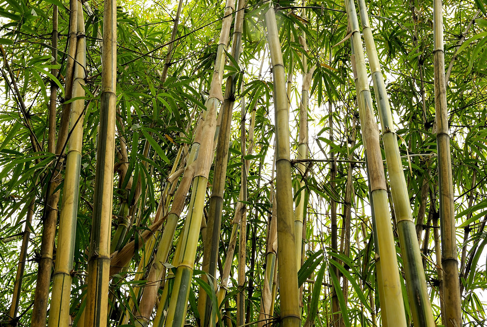 Bamboo sustainable, bamboo earth friendly