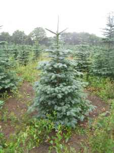 The Noble Fir at The Christmas Forest