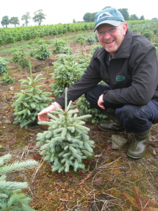 Ingleman Spruce planted by The Christmas Forest