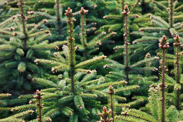 Caring for Christmas Trees with The Christmas Forest