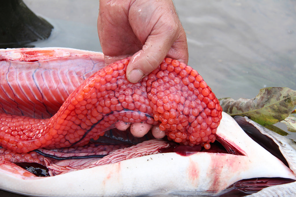 salmon caviar fish eggs roe recipe skein