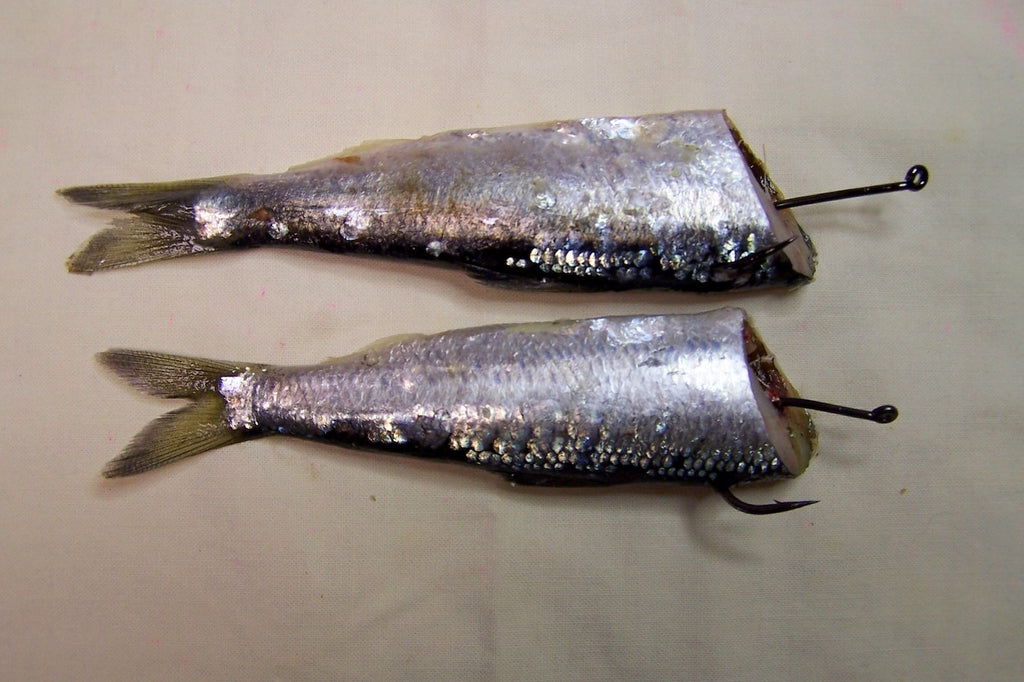 herring baits 