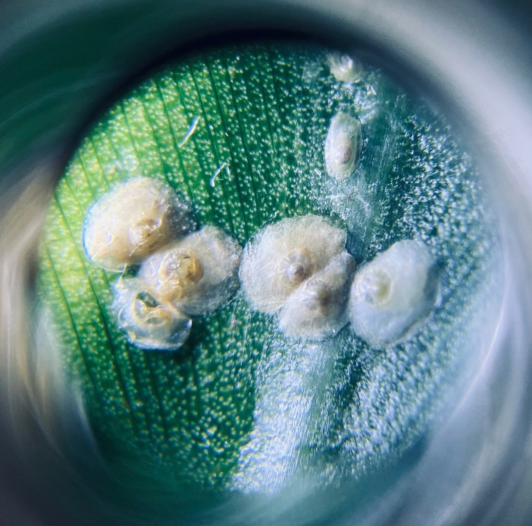 Greenery Unlimited How to Treat Scale on Indoor Houseplants