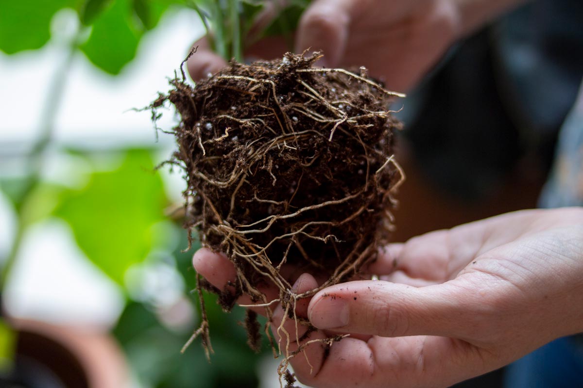 Root health for direct potting.