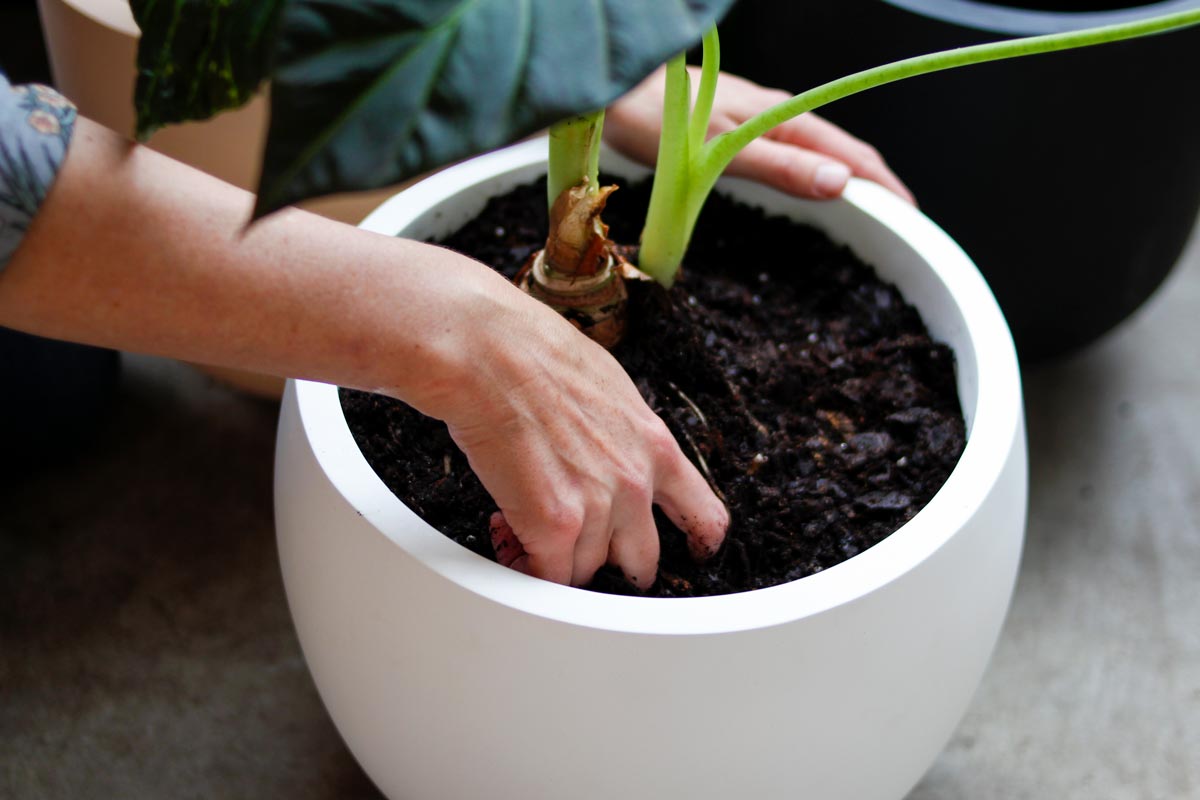 A plant potted in a container without a drainage hole.