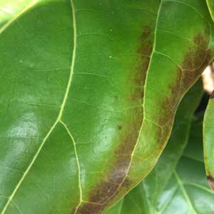 Fiddle leaf fig sunburn.