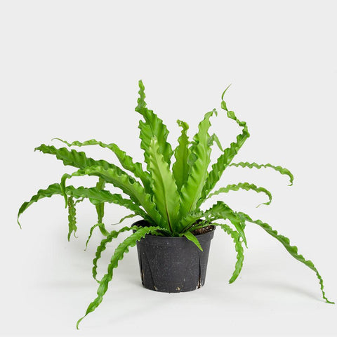 Bird's Nest Fern Victoria