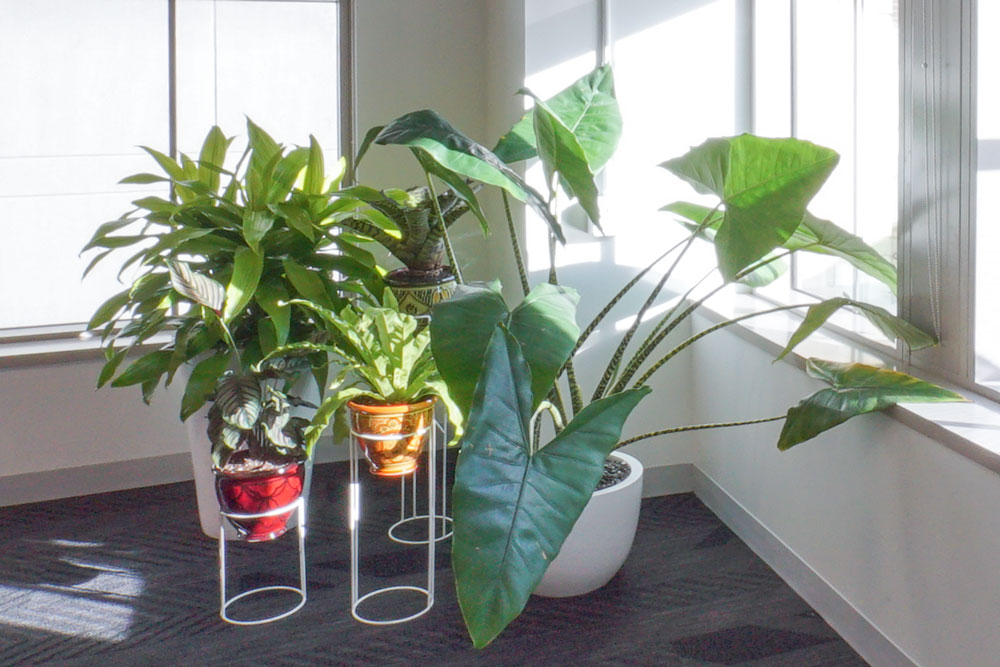 Office Plants at TED Talks HQ