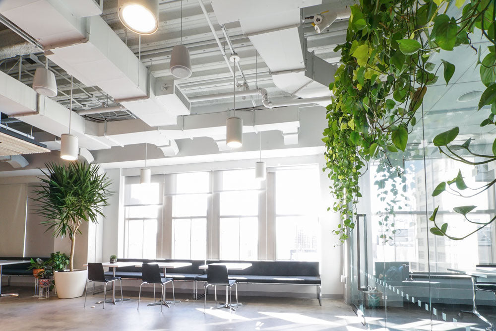 Office Plants at TED Talks HQ