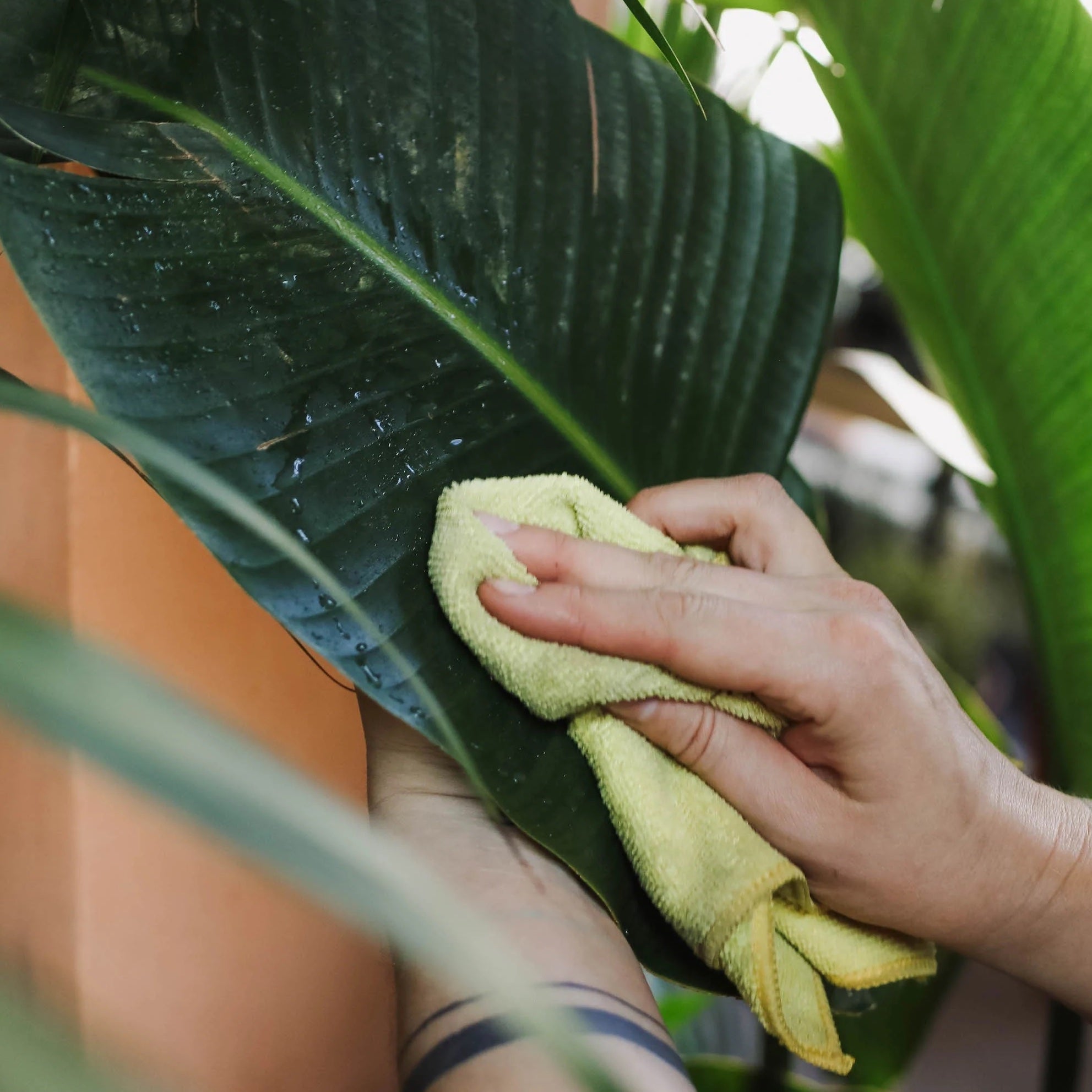 wiping down plant foliage