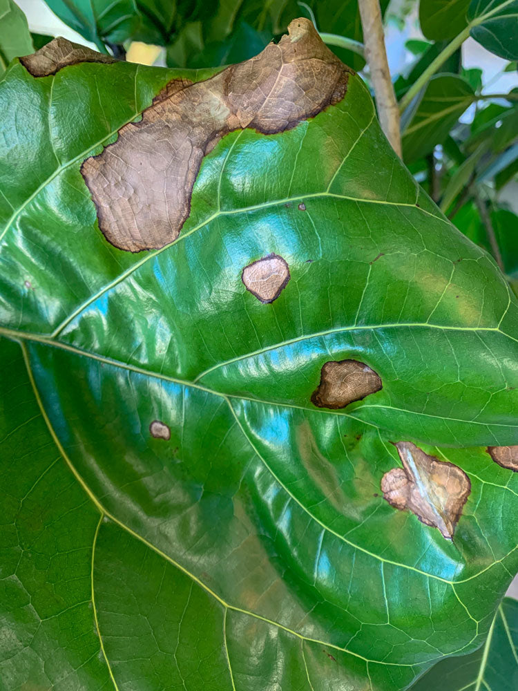 Brown holes on a fiddle leaf fig leaf (Ficus lyrata) due to lack of light.