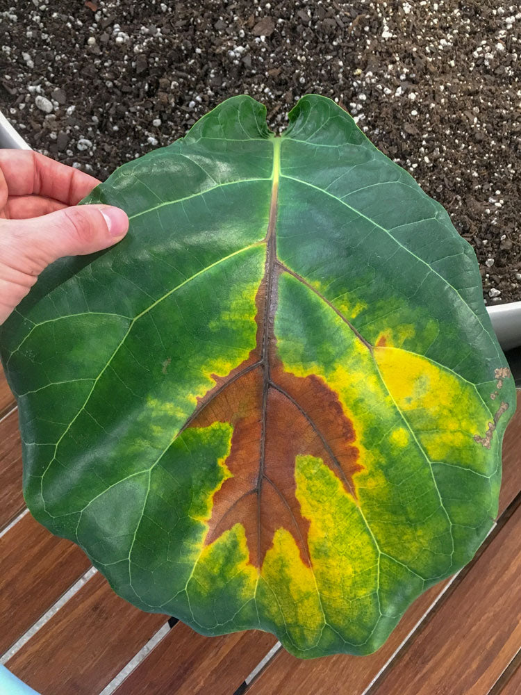 Brown fiddle leaf fig (ficus lyrata) leaf, due to overwatering.