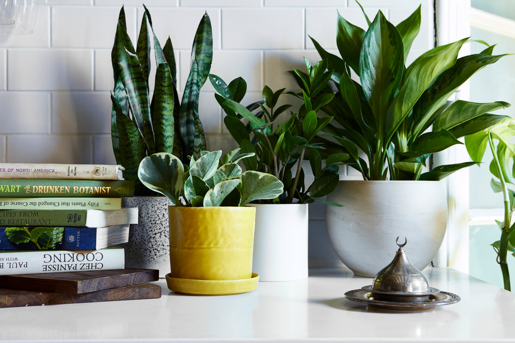 Top Tips for Houseplant Care