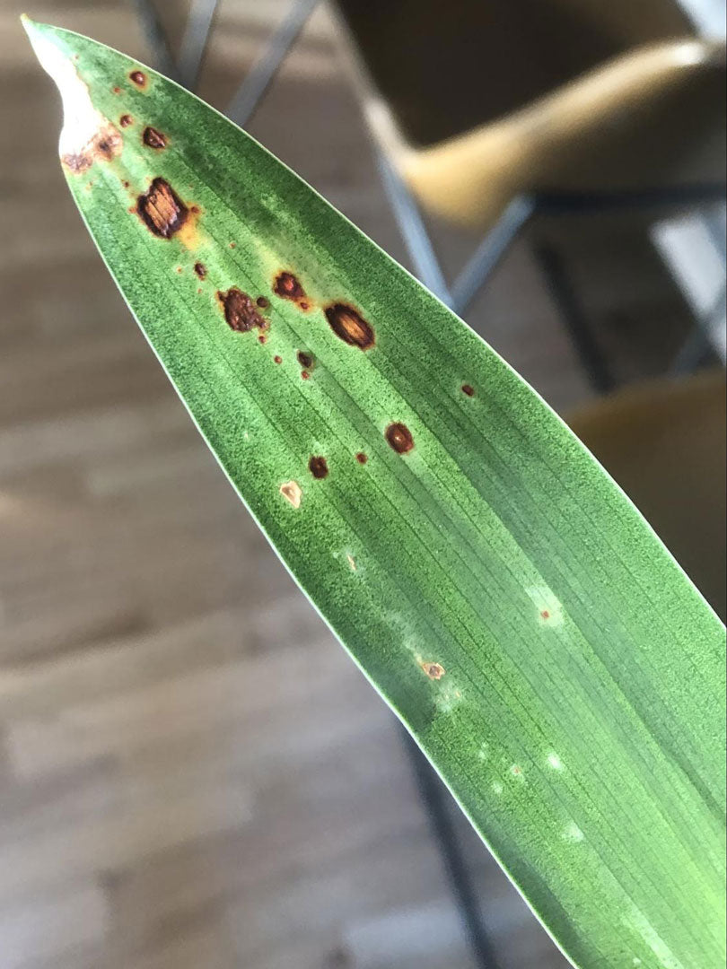 Leaf bacteria on an indoor houseplant.