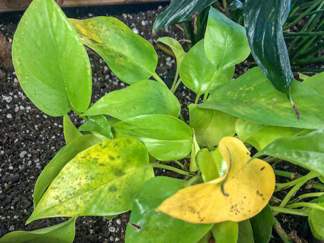 How to identify leaf bacteria or fungus infections in your plant.